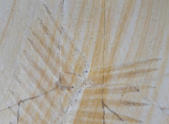 Zamites feneonis BRONGNIART - Bild &copy; FossNet FossilienStore